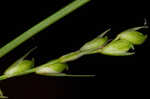 Ouachita Mountain sedge